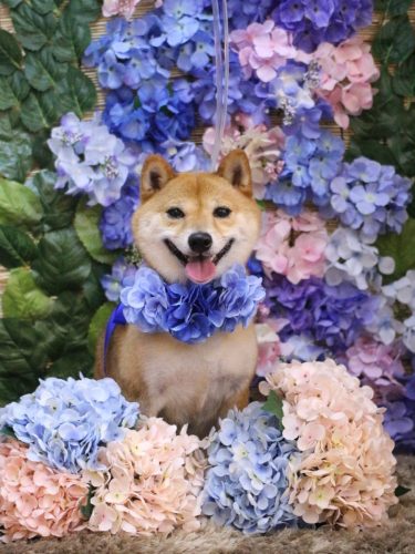 20250603茶々丸くん